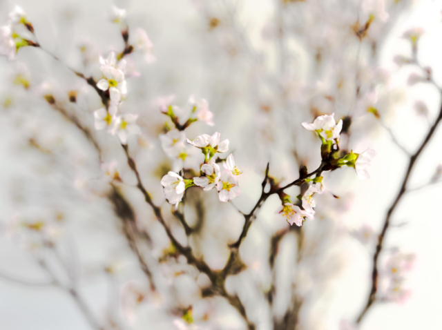 【流れる季節を感じて】雪降って桜咲く３月